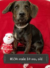 Dachshund Dogs for adoption in Georgetown, KY, USA
