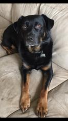 Rottweiler Dogs for adoption in Colfax, IL, USA
