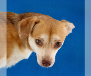 Chihuahua-Unknown Mix Dogs for adoption in Pasadena, CA, USA