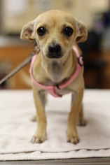 Chihuahua Dogs for adoption in Fullerton, CA, USA