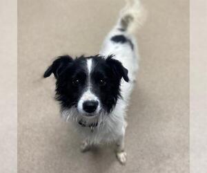Border Collie-Chihuahua Mix Dogs for adoption in Aurora, CO, USA