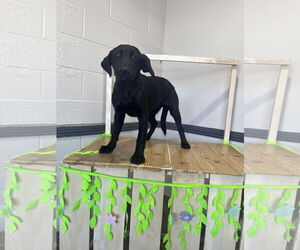 Labrador Retriever-Unknown Mix Dogs for adoption in San Diego, CA, USA