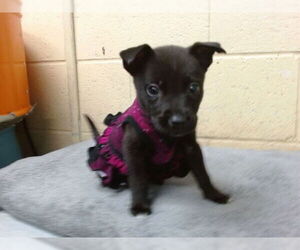 Labrador Retriever-Unknown Mix Dogs for adoption in Downey, CA, USA
