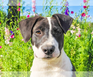 American Pit Bull Terrier-Staffordshire Bull Terrier Mix Dogs for adoption in Marble Falls, TX, USA