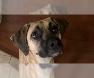 Black Mouth Cur-Unknown Mix Dogs for adoption in Tampa, FL, USA