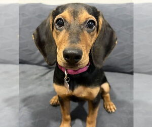 Mutt Dogs for adoption in Mundelein, IL, USA