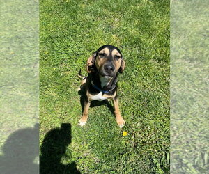 Mutt Dogs for adoption in Osgood, IN, USA
