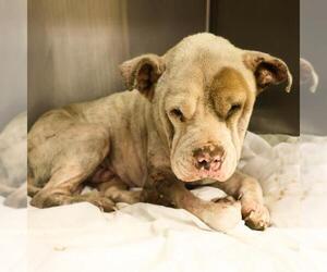 Chinese Shar-Pei-Unknown Mix Dogs for adoption in San Antonio, TX, USA
