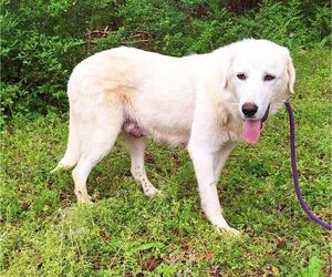 Great Pyrenees-Unknown Mix Dogs for adoption in Wetumpka, AL, USA