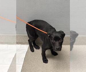 American Pit Bull Terrier-Unknown Mix Dogs for adoption in Las Vegas, NV, USA