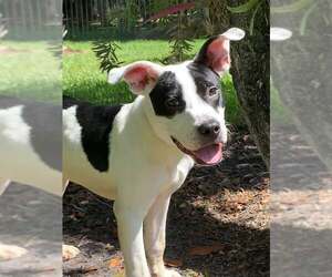 Mutt Dogs for adoption in Naples, FL, USA