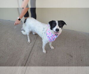 Border Collie-Unknown Mix Dogs for adoption in McKinney, TX, USA