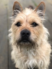 Cairn Terrier-Unknown Mix Dogs for adoption in Petaluma, CA, USA