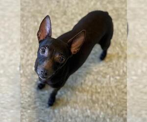 Rat Terrier Dogs for adoption in Sistersville, WV, USA