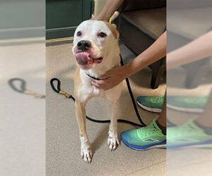 American Pit Bull Terrier-Labrador Retriever Mix Dogs for adoption in Pasadena, CA, USA