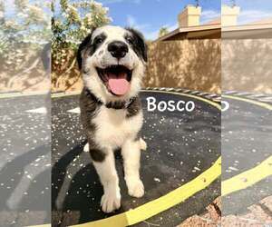 Border-Aussie Dogs for adoption in Cave Creek, AZ, USA