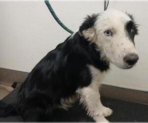Border Collie Dogs for adoption in HESPERIA, CA, USA