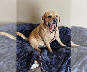 Medium Photo #7 Labrador Retriever-Unknown Mix Puppy For Sale in Rockwall, TX, USA