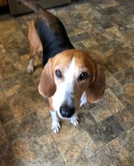 Coonhound Dogs for adoption in Mt. Sterling, OH, USA
