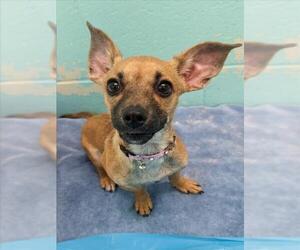 Chihuahua Dogs for adoption in Woodland, CA, USA