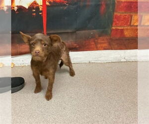 Mutt Dogs for adoption in San Bernardino, CA, USA