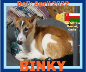 Greyhound-Saluki Mix Dogs for adoption in Sebec, ME, USA