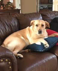 Golden Labrador Dogs for adoption in Pawtucket, RI, USA