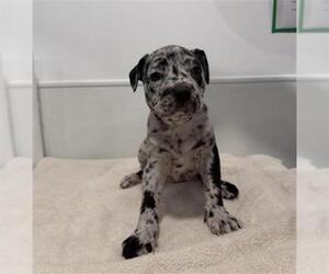 Mutt Dogs for adoption in Redlands, CA, USA