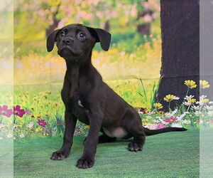 American Pit Bull Terrier-Labrador Retriever Mix Dogs for adoption in Wetumpka, AL, USA