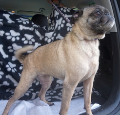 Pug Dogs for adoption in White Bluff, TN, USA
