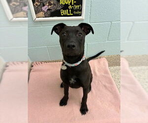 Labrador Retriever Dogs for adoption in Brighton, CO, USA