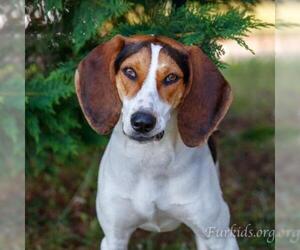 Treeing Walker Coonhound Dogs for adoption in Cumming, GA, USA