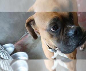 Boxer Dogs for adoption in Redlands, CA, USA