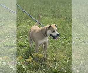 American Pit Bull Terrier-Unknown Mix Dogs for adoption in Pryor, OK, USA