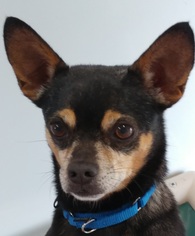 Chihuahua Dogs for adoption in Greenville, IL, USA