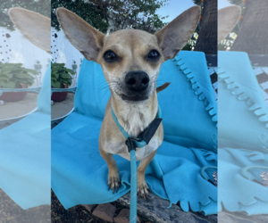 Chihuahua-Unknown Mix Dogs for adoption in Newport Beach, CA, USA