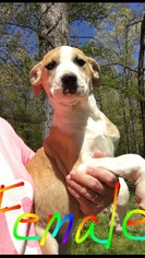 American Bandogge Dogs for adoption in Newark, DE, USA