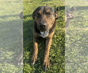 Mutt Dogs for adoption in Tarrytown, GA, USA