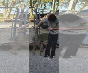American Pit Bull Terrier Dogs for adoption in Stover, MO, USA