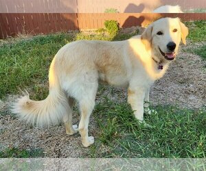 Golden Pyrenees Dogs for adoption in Richardson, TX, USA
