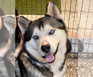 - Mix Dogs for adoption in Van Nuys, CA, USA