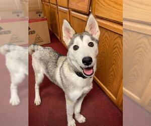 Siberian Husky Dogs for adoption in Poplar Bluff, MO, USA