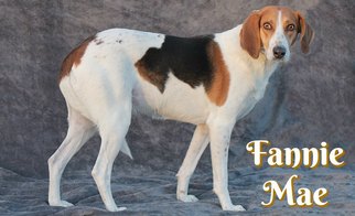 Treeing Walker Coonhound Dogs for adoption in Houston, MO, USA