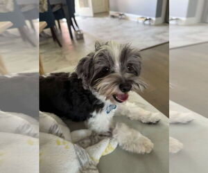 Havanese Dogs for adoption in Gulfport, MI, USA