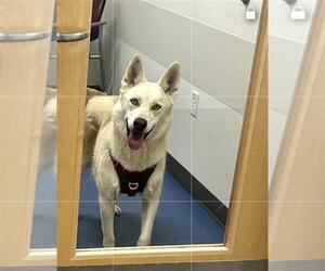 German Shepherd Dog-Siberian Husky Mix Dogs for adoption in Fort Collins, CO, USA