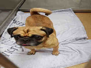 Pug Dogs for adoption in Crystal Lake , IL, USA