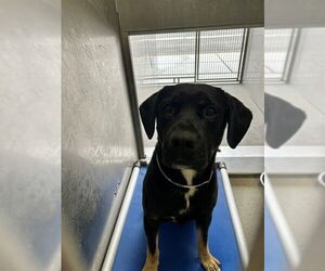 Mutt Dogs for adoption in Downey, CA, USA