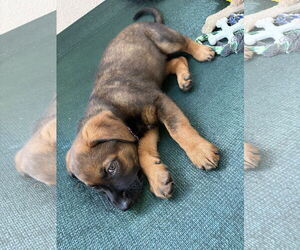 Mutt Dogs for adoption in San Diego, CA, USA