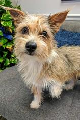 Jacairn Dogs for adoption in Arlington, VA, USA
