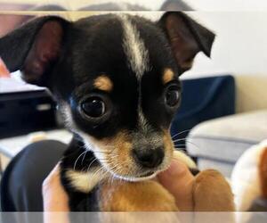 Chihuahua Dogs for adoption in Redwood City, CA, USA